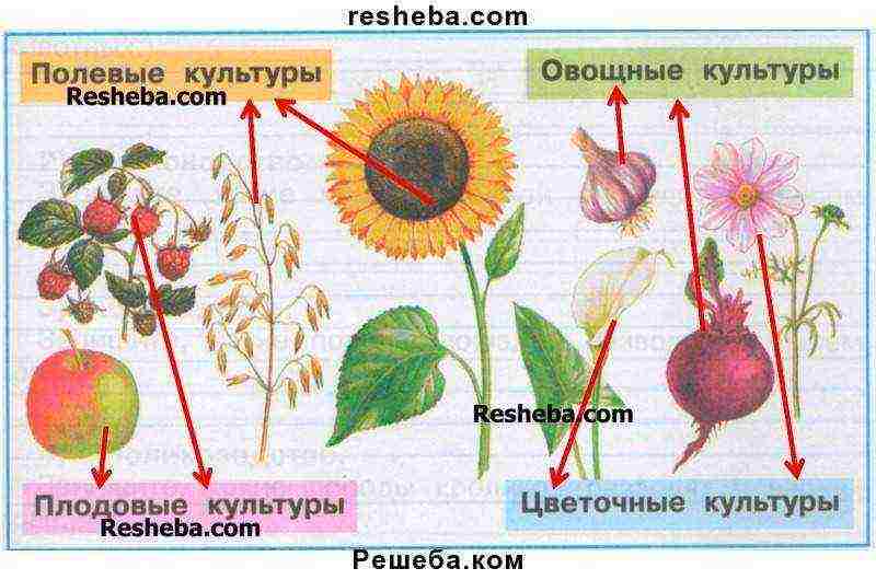 examples of field crops grown in the Moscow region