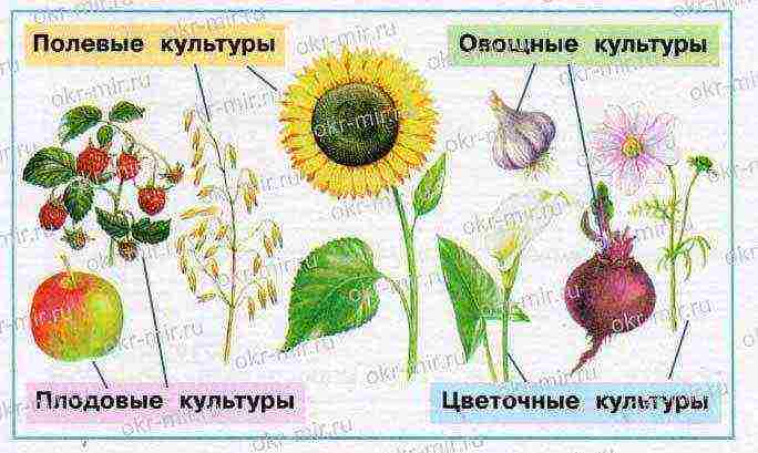 examples of field crops grown in the Moscow region