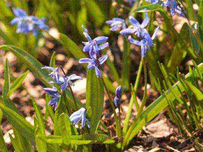 bluebell bell-shaped planting and care in an open ground in the fall