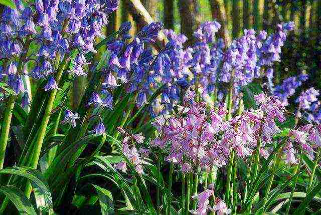 bluebell bell-shaped planting and care in an open ground in the fall