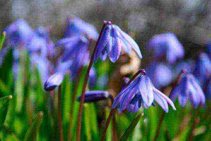 bluebell bell-shaped planting and care in an open ground in the fall