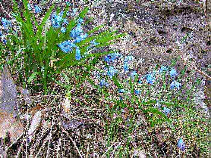 bluebell bell-shaped planting and care in an open ground in the fall