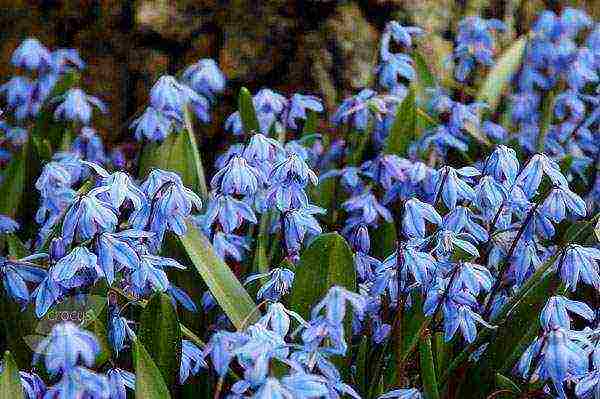 bluebell bell-shaped planting and care in an open ground in the fall