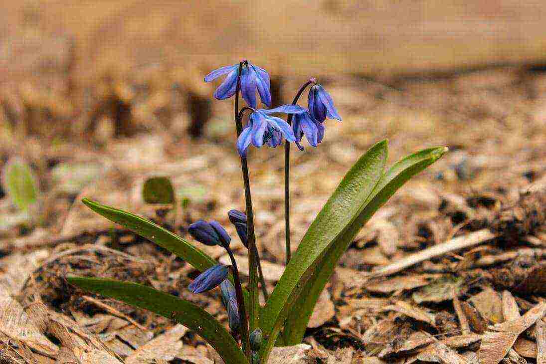 bluebell bell-shaped planting and care in an open ground in the fall