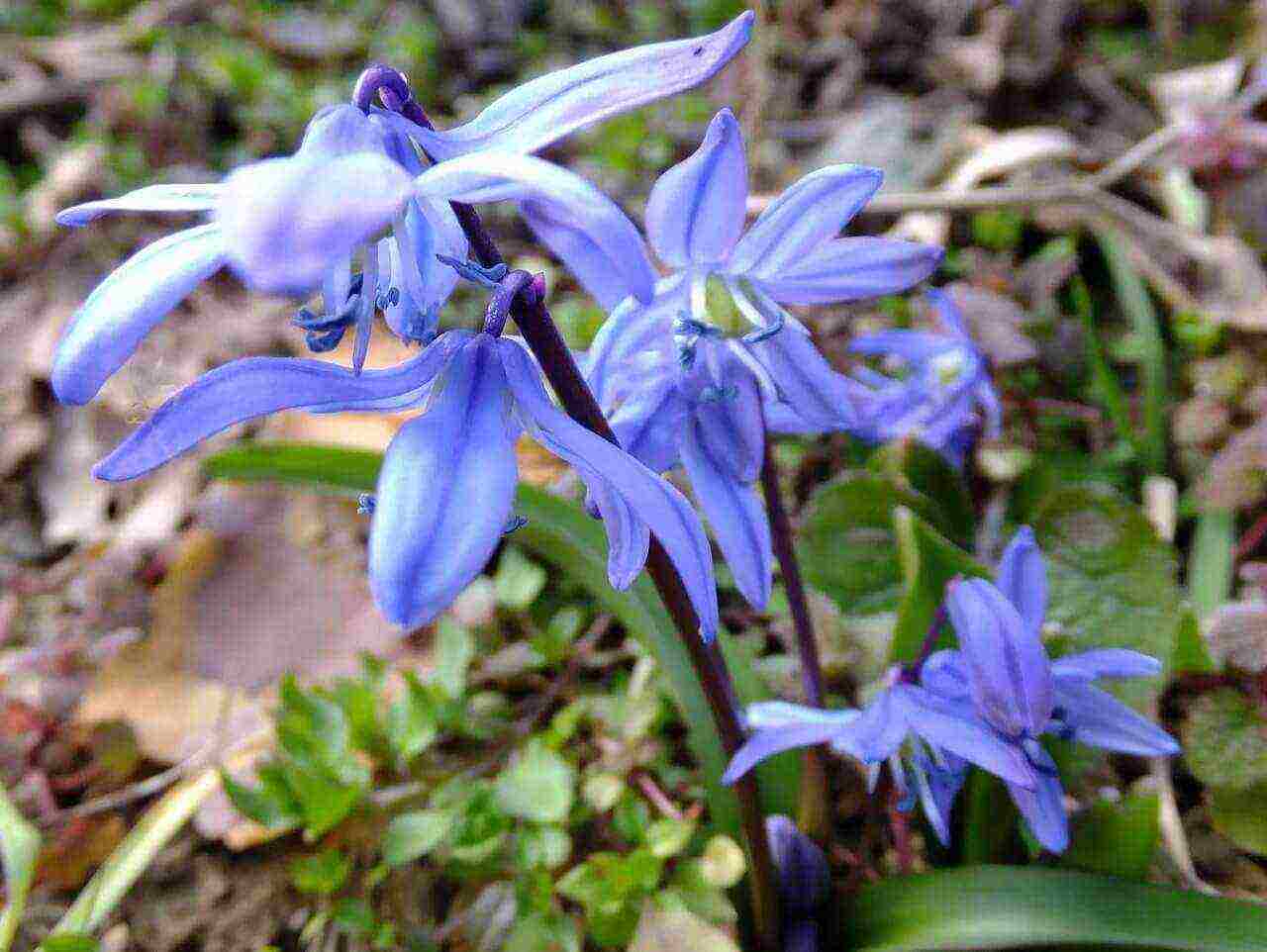 bluebell bell-shaped planting and care in an open ground in the fall