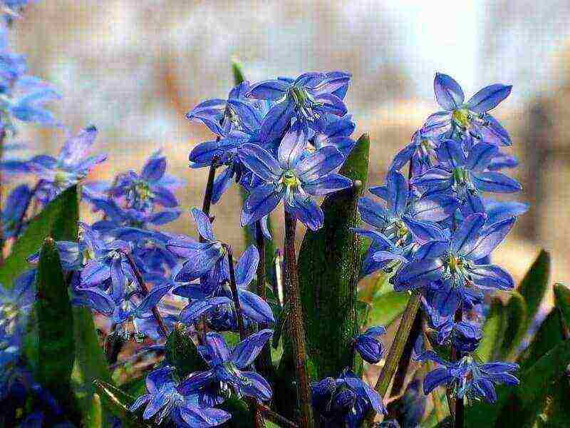 bluebell bell-shaped planting and care in an open ground in the fall