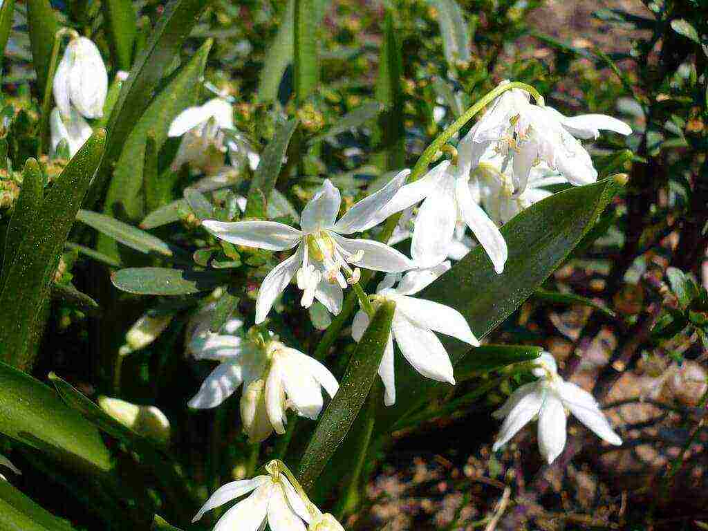 bluebell bell-shaped planting and care in an open ground in the fall