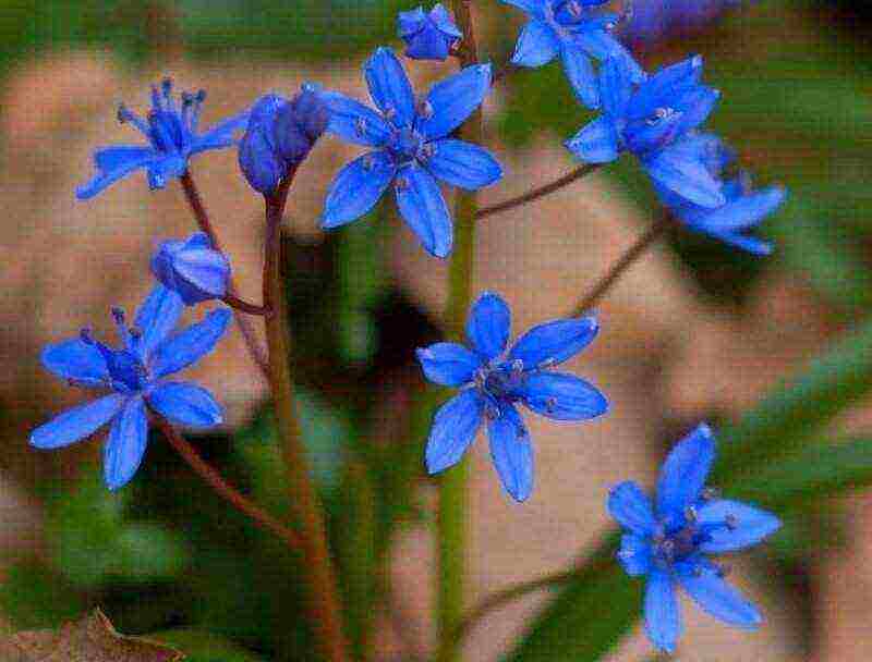 bluebell bell-shaped planting and care in an open ground in the fall