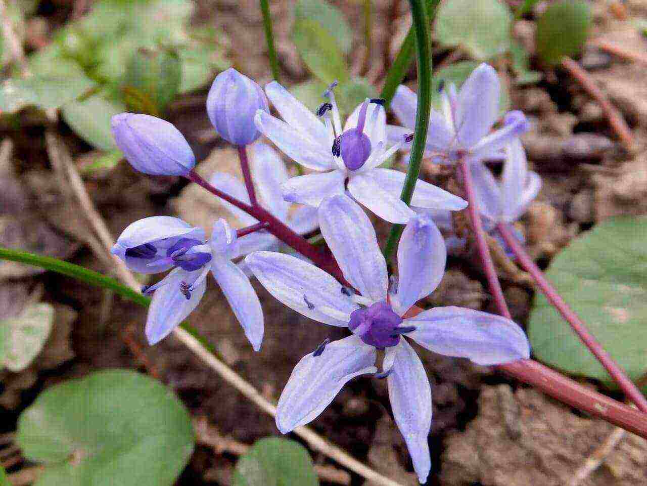 bluebell bell-shaped planting and care in an open ground in the fall