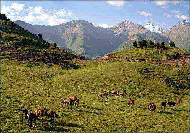 the republic of the Caucasus where tea is grown