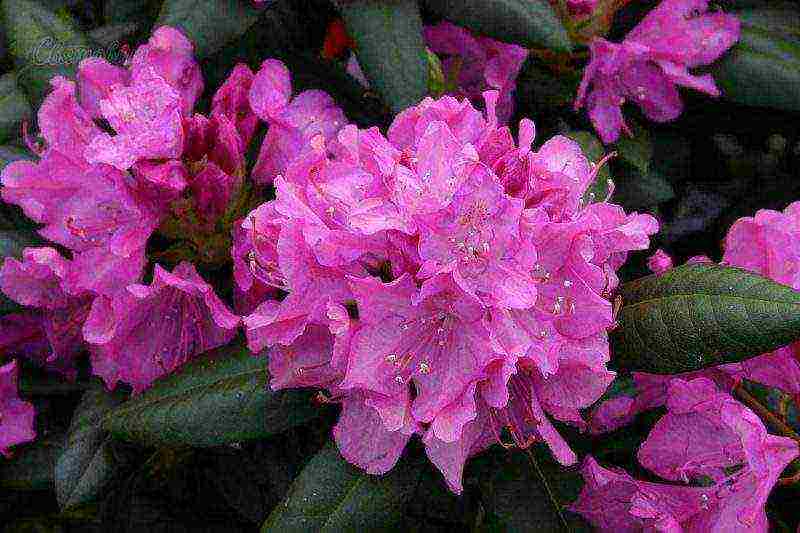 rhododendron planting and care in the open field in belarus