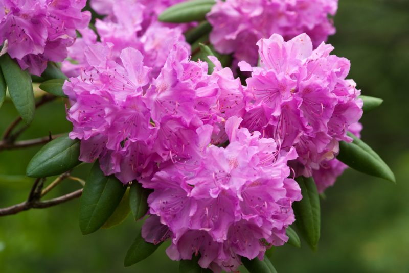 rhododendron planting and care in the open field in belarus