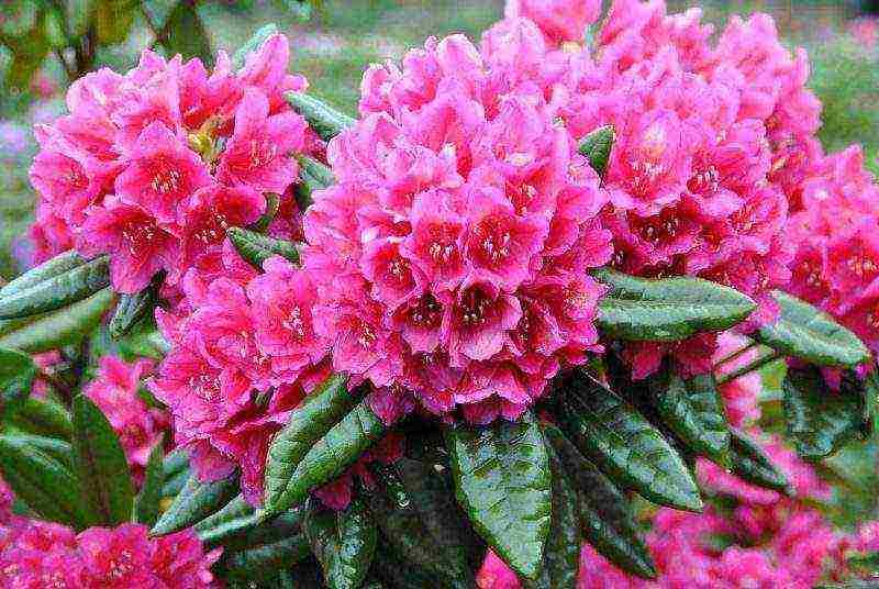 rhododendron planting and care in the open field in belarus