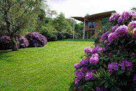 rhododendron planting and care in the open field in belarus