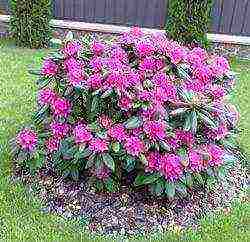 rhododendron planting and care in the open field in belarus