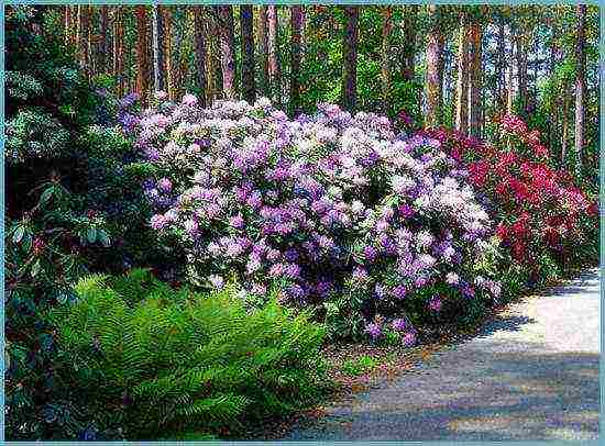 rhododendron planting and care in the open field in belarus