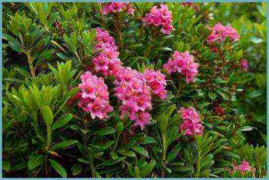 rhododendron planting and care in the open field in belarus