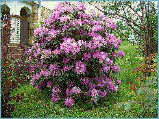 pagtatanim at pag-aalaga ng rhododendron sa bukas na bukid sa belarus