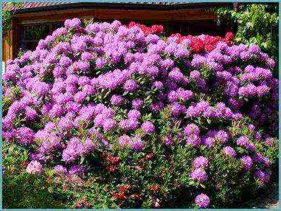 rhododendron planting and care in the open field in belarus