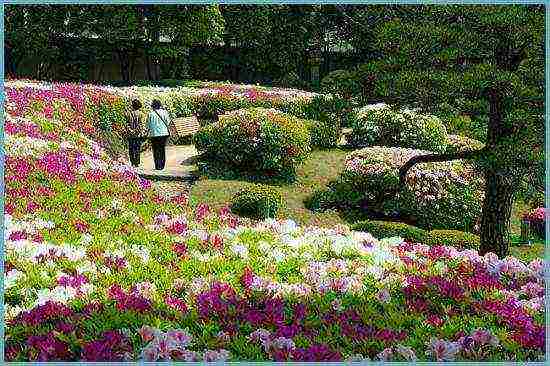 rhododendron planting and care in the open field in belarus