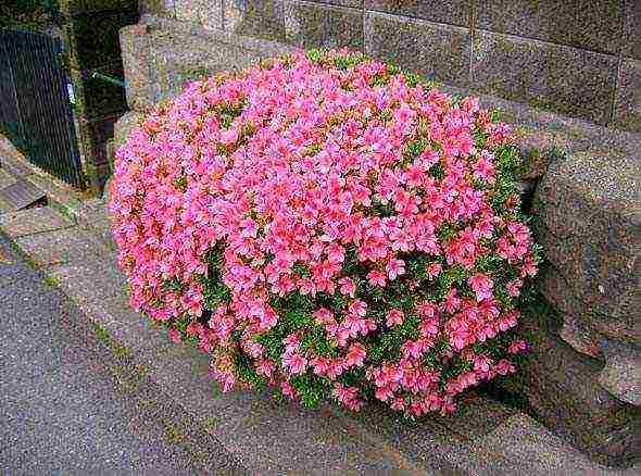 rhododendron planting and care in the open field in belarus