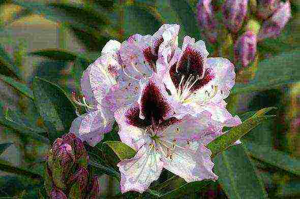 rhododendron planting and care in the open field in belarus