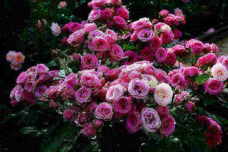 rose garden planting and outdoor care for the winter