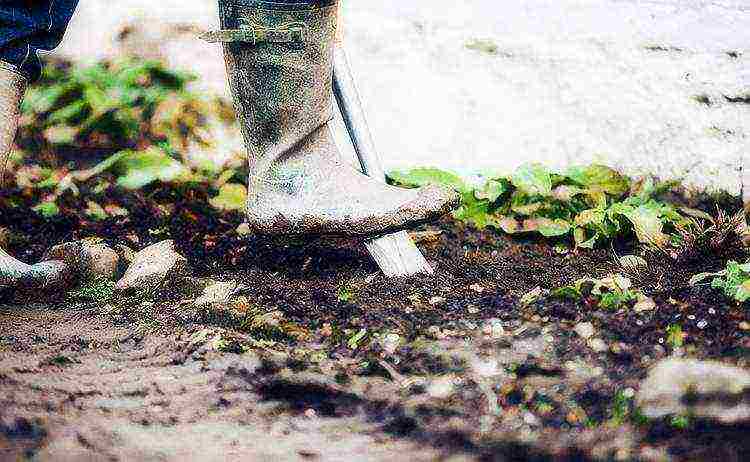 rose garden planting and outdoor care for the winter