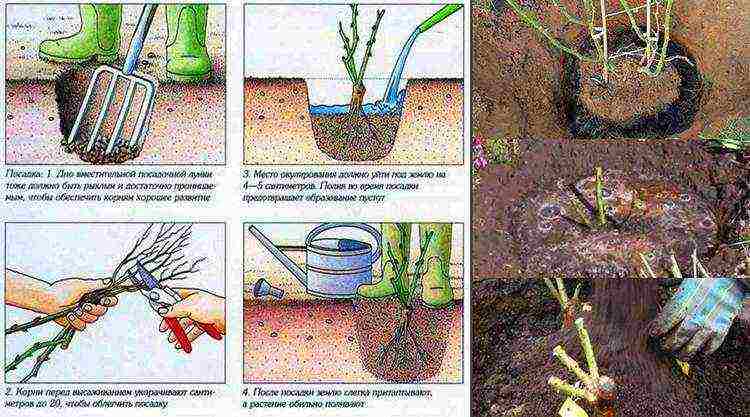 rose garden planting and outdoor care for the winter