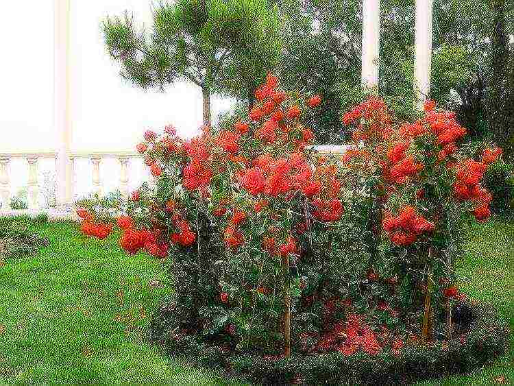 rose garden planting and outdoor care for the winter