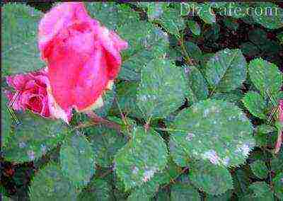 roses planting and care in the open field in the Urals