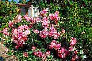 roses planting and care in the open field in the Urals