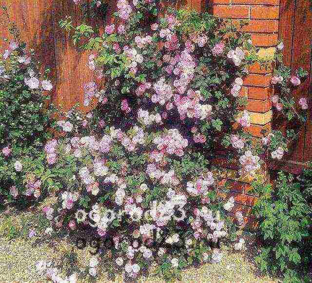 roses planting and care in the open field in the Urals