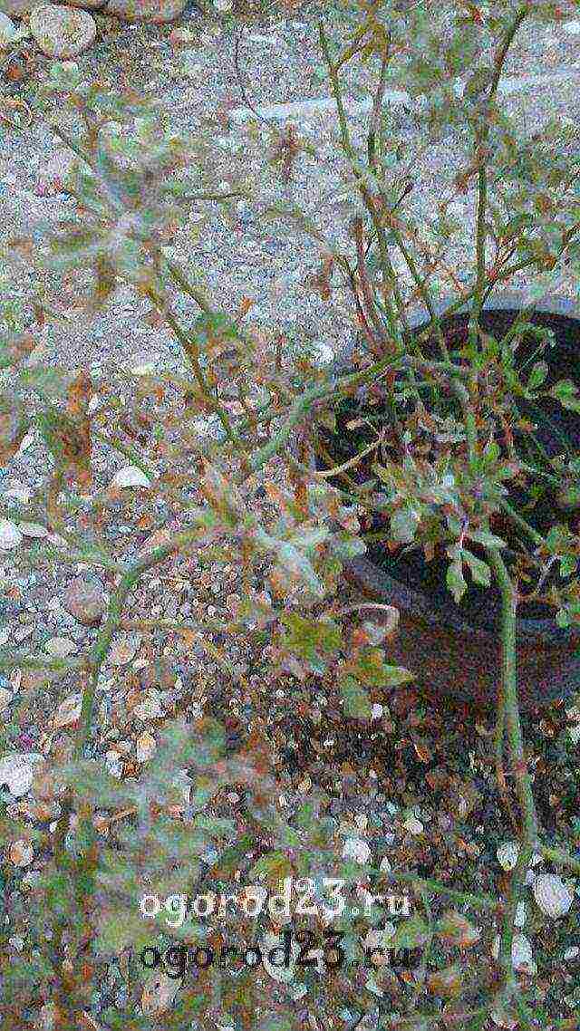 roses planting and care in the open field in the Urals