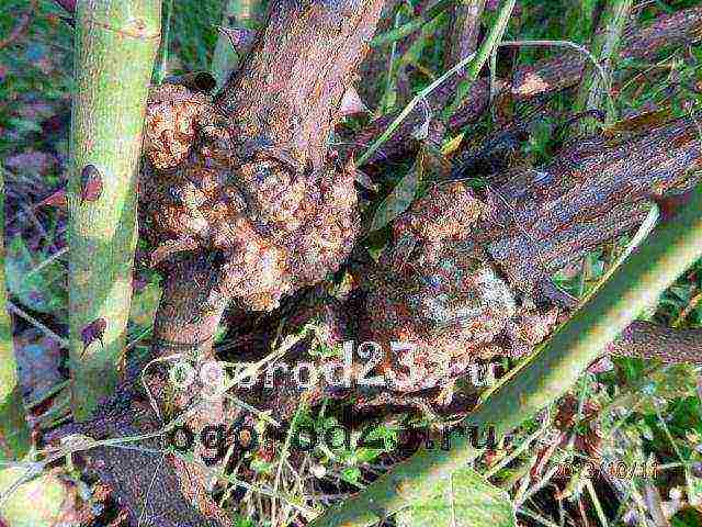 roses planting and care in the open field in the Urals