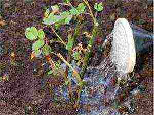 roses planting and care in the open field in the Urals