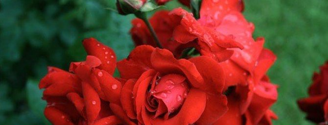 roses planting and care in the open field in the Urals