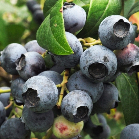 ang pinakamahusay na blueberry variety