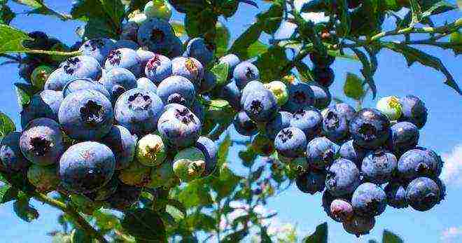 ang pinakamahusay na blueberry variety