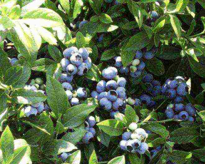 ang pinakamahusay na blueberry variety