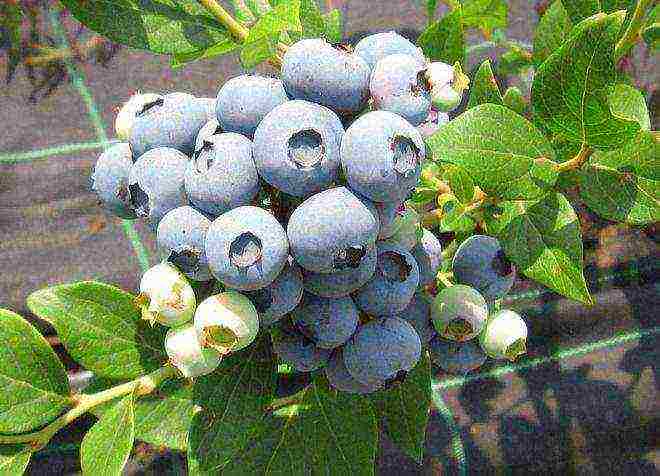 ang pinakamahusay na blueberry variety