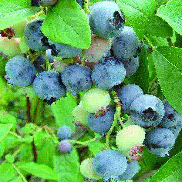 ang pinakamahusay na blueberry variety