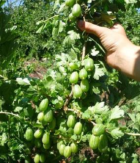 the best gooseberry variety