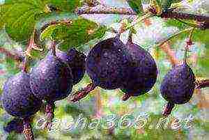 the best gooseberry variety