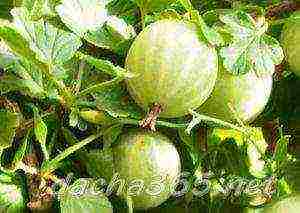 the best gooseberry variety