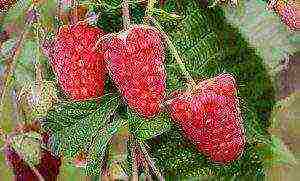 the best raspberry variety