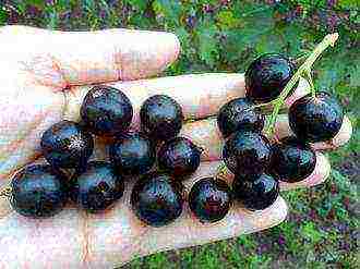 the best variety of currant