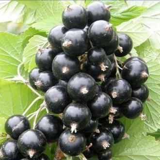 the best variety of currant