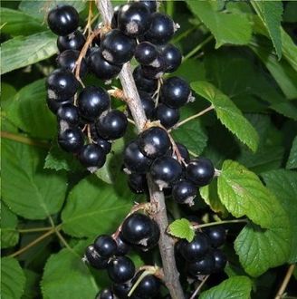 the best variety of currant