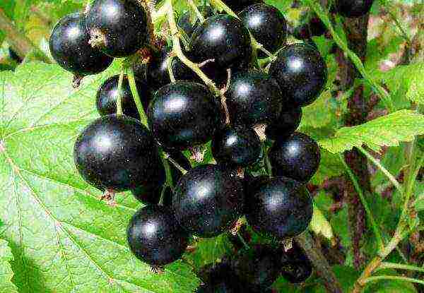 the best variety of currant